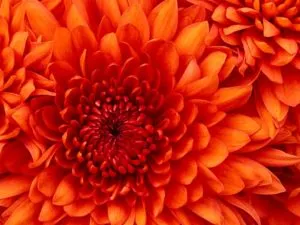 self-compassion, counseling, Boulder, CO