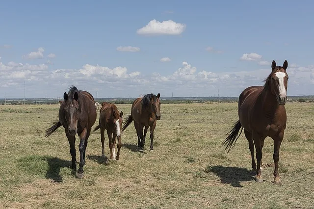 equine psychotherapy, boulder, co
