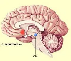 brain in love, love addiction treatment, Boulder, CO