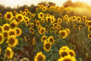 marriage counseling, couples counseling, Boulder, CO